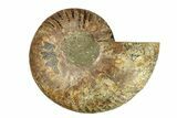 Cut & Polished Ammonite Fossil (Half) - Madagascar #270334-1